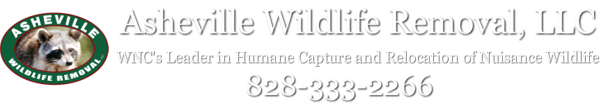 Asheville Wildlife Removal, LLC